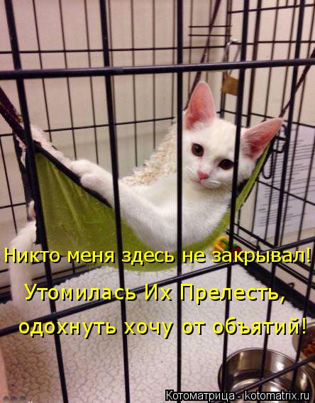Никто меня здесь не закрывал! Утомилась Их Прелесть, одохнуть хочу от объятий!... Котоматрица: Никто меня здесь не закрывал! Утомилась Их Прелесть, одохнуть хочу от объятий!