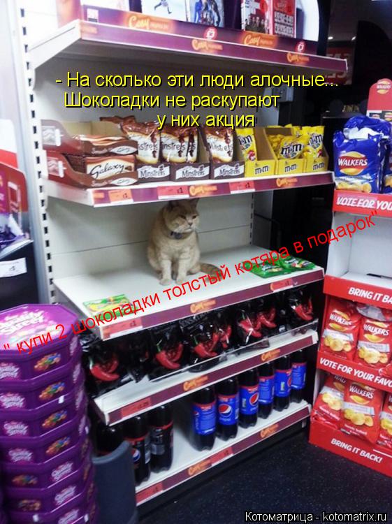 - На сколько эти люди алочные... Шоколадки не раскупают у них акция " купи 2 шоколадки толстый кот... Котоматрица: - На сколько эти люди алочные... Шоколадки не раскупают у них акция " купи 2 шоколадки толстый котяра в подарок"