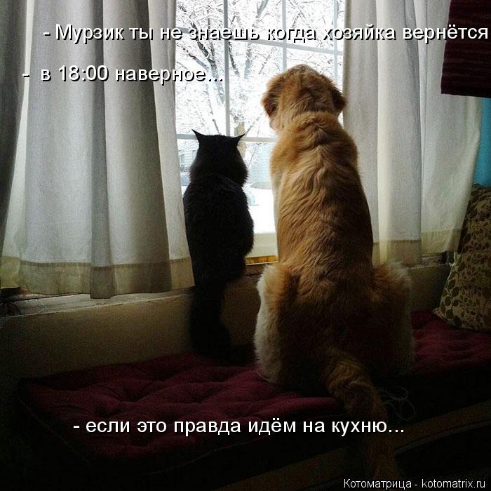 - Мурзик ты не знаешь когда хозяйка вернётся из магазина? - в 18:00 наверное... - в 18:00 наверное.... Котоматрица: - Мурзик ты не знаешь когда хозяйка вернётся из магазина? - в 18:00 наверное... - в 18:00 наверное... - если это правда идём на кухню... - если это правд