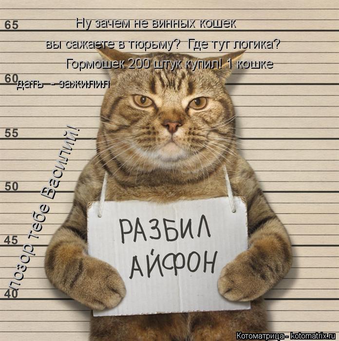 Ну зачем не винных кошек вы сажаете в тюрьму? Где тут логика? Гормошек 200 штук купил! 1 кошке д... Котоматрица: Ну зачем не винных кошек вы сажаете в тюрьму? Где тут логика? Гормошек 200 штук купил! 1 кошке дать - зажилил позор тебе Василий!