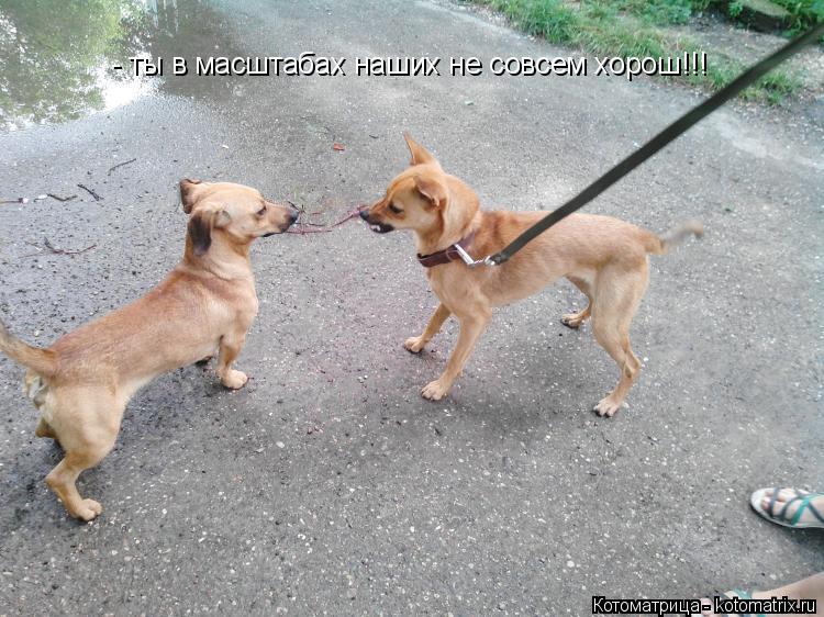 - ты в масштабах наших не совсем хорош!!!... Котоматрица: - ты в масштабах наших не совсем хорош!!!