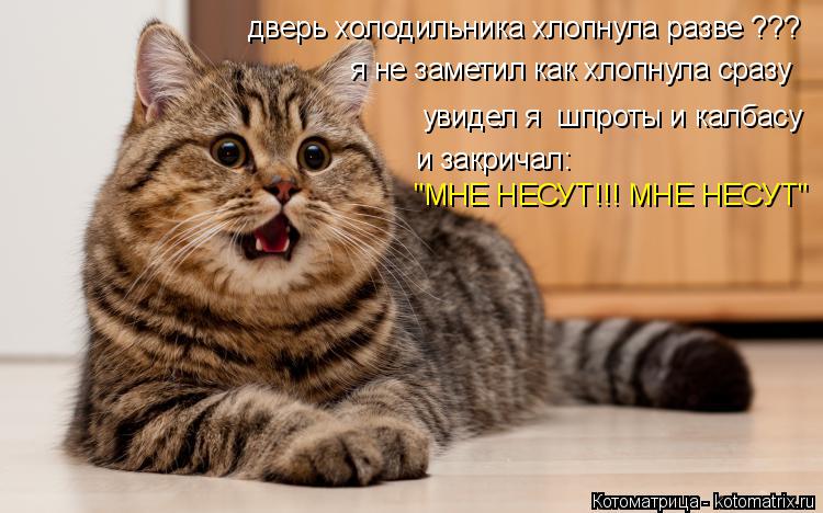 дверь холодильника хлопнула разве ??? я не заметил как хлопнула сразу увидел я шпроты и калбасу и... Котоматрица: дверь холодильника хлопнула разве ??? я не заметил как хлопнула сразу увидел я шпроты и калбасу и закричал: "МНЕ НЕСУТ!!! МНЕ НЕСУТ"
