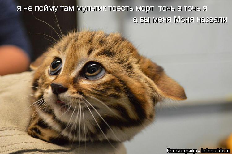 я не пойму там мультик тоесть морт точь в точь я а вы меня Моня назвали... Котоматрица: я не пойму там мультик тоесть морт точь в точь я а вы меня Моня назвали