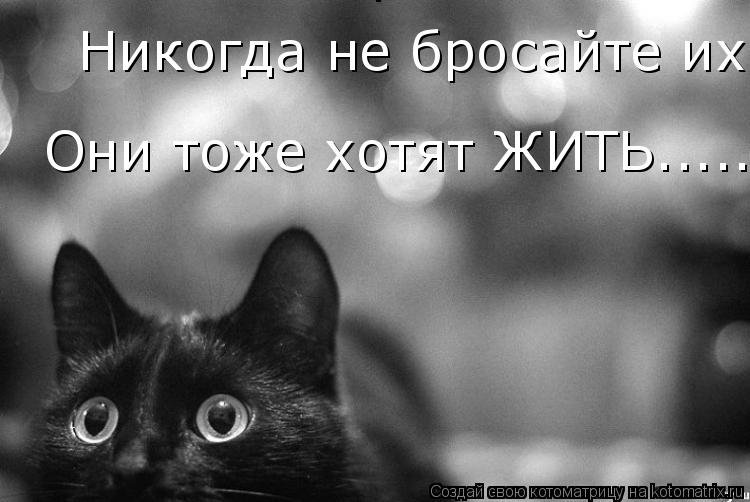 Никогда не бросайте их!... Никогда не бросайте их!... Они тоже хотят ЖИТЬ...... Они тоже хотят ЖИТЬ..... Котоматрица: Никогда не бросайте их!... Никогда не бросайте их!... Они тоже хотят ЖИТЬ...... Они тоже хотят ЖИТЬ......