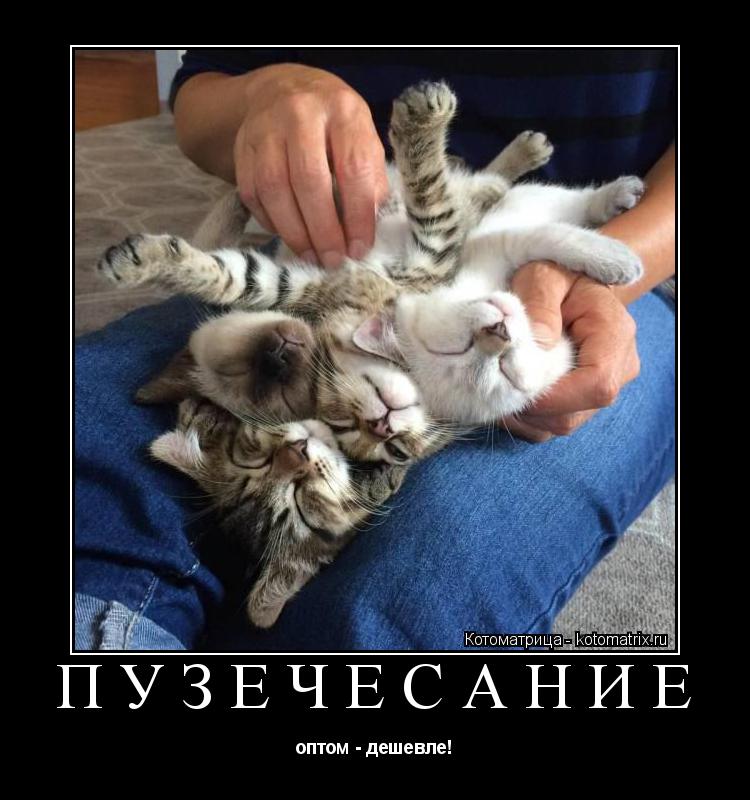 ПУЗЕЧЕСАНИЕ оптом - дешевле!... Котоматрица: ПУЗЕЧЕСАНИЕ оптом - дешевле!