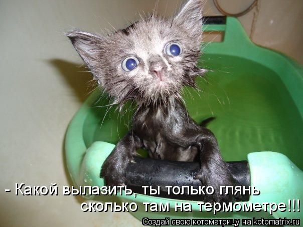 - Какой вылазить, ты только глянь сколько там на термометре!!!... Котоматрица: - Какой вылазить, ты только глянь сколько там на термометре!!!