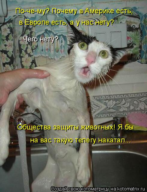 По-че-му? Почему в Америке есть, в Европе есть, а у нас нету? Чего нету? Общества защиты животных! Я ... Котоматрица: По-че-му? Почему в Америке есть, в Европе есть, а у нас нету? Чего нету? Общества защиты животных! Я бы на вас такую телегу накатал...