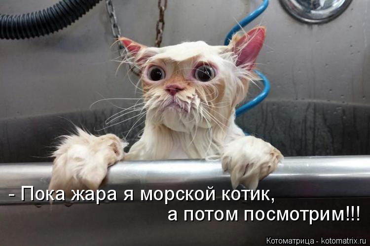 - Пока жара я морской котик, а потом посмотрим!!!... Котоматрица: - Пока жара я морской котик, а потом посмотрим!!!