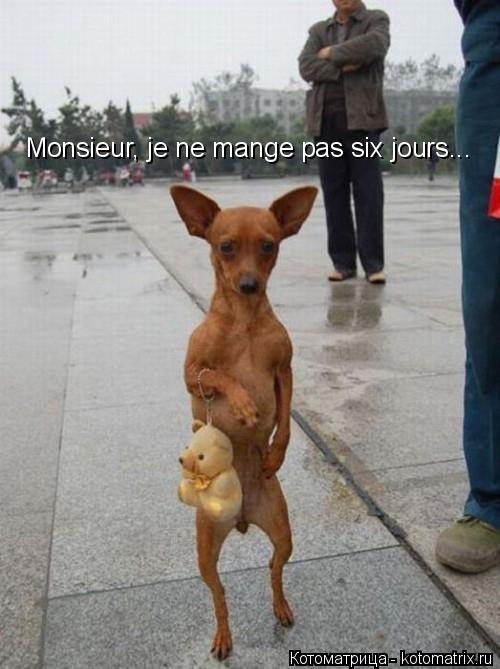 Monsieur, je ne mange pas siх jours...... Котоматрица: Monsieur, je ne mange pas siх jours...