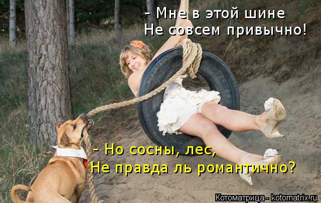 - Мне в этой шине Не совсем привычно! - Но сосны, лес, Не правда ль романтично?... Котоматрица: - Мне в этой шине Не совсем привычно! - Но сосны, лес, Не правда ль романтично?