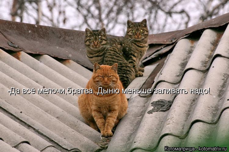 -Да всё мелочи,братва..Дыню меньше заливать надо!... Котоматрица: -Да всё мелочи,братва..Дыню меньше заливать надо!