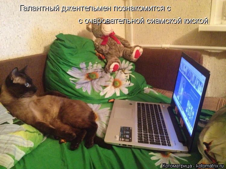 Галантный джентельмен познакомится с с очаровательной сиамской киской с очаровательной сиамской киск... Котоматрица: Галантный джентельмен познакомится с с очаровательной сиамской киской с очаровательной сиамской киской