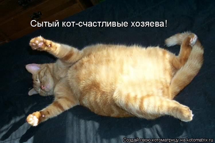 Сытый кот-счастливые хозяева!... Котоматрица: Сытый кот-счастливые хозяева!