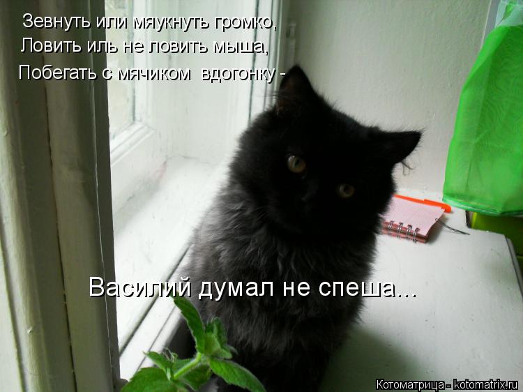 Зевнуть или мяукнуть громко, Ловить иль не ловить мыша, Побегать с мячиком вдогонку - Василий дум... Котоматрица: Зевнуть или мяукнуть громко, Ловить иль не ловить мыша, Побегать с мячиком вдогонку - Василий думал не спеша...