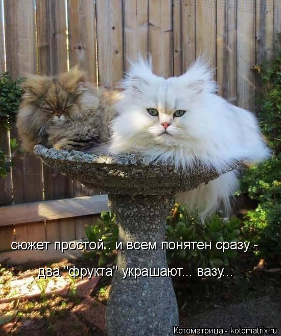 сюжет простой.. и всем понятен сразу - два "фрукта" украшают... вазу...... Котоматрица: сюжет простой.. и всем понятен сразу - два "фрукта" украшают... вазу...