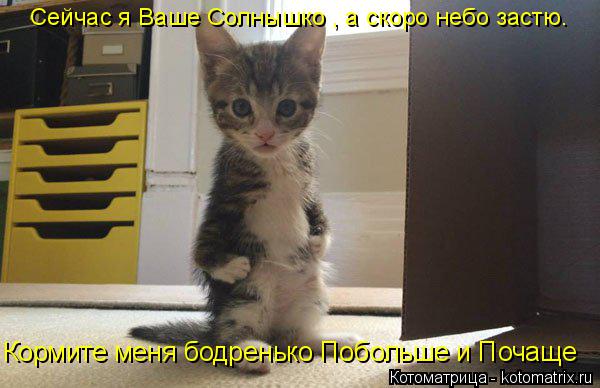 Сейчас я Ваше Солнышко , а скоро небо застю. Кормите меня бодренько Побольше и Почаще... Котоматрица: Сейчас я Ваше Солнышко , а скоро небо застю. Кормите меня бодренько Побольше и Почаще
