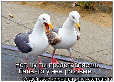 Нет, ну ты представляешь Лапы-то у нее розовые...... Котоматрица: Нет, ну ты представляешь Лапы-то у нее розовые...