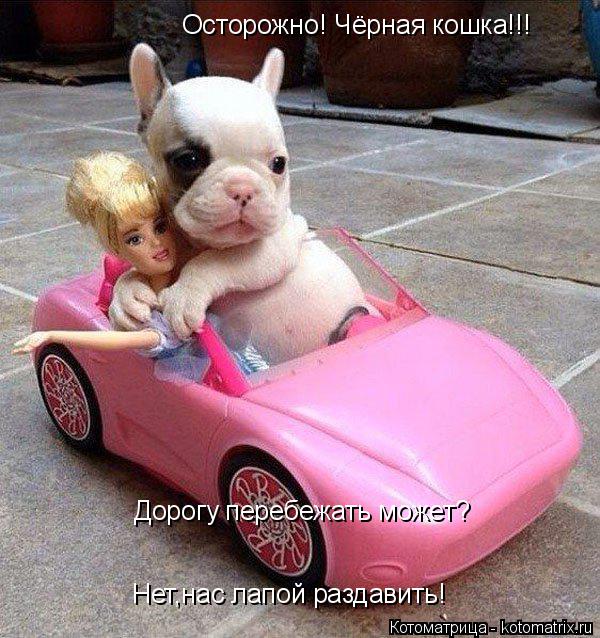 Осторожно! Чёрная кошка!!! Дорогу перебежать может? Нет,нас лапой раздавить!... Котоматрица: Осторожно! Чёрная кошка!!! Дорогу перебежать может? Нет,нас лапой раздавить!