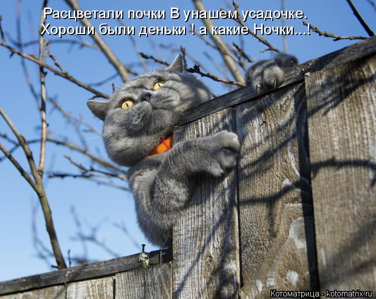 Расцветали почки В унашем усадочке. Хороши были деньки ! а какие Ночки...!... Котоматрица: Расцветали почки В унашем усадочке. Хороши были деньки ! а какие Ночки...!