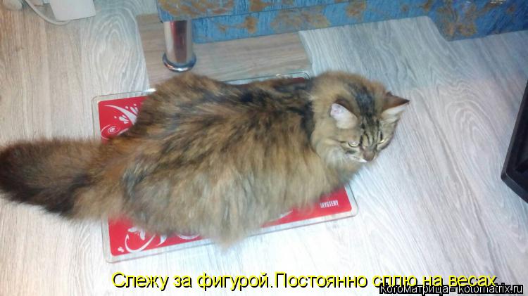 Слежу за фигурой.Постоянно сплю на весах... Котоматрица: Слежу за фигурой.Постоянно сплю на весах