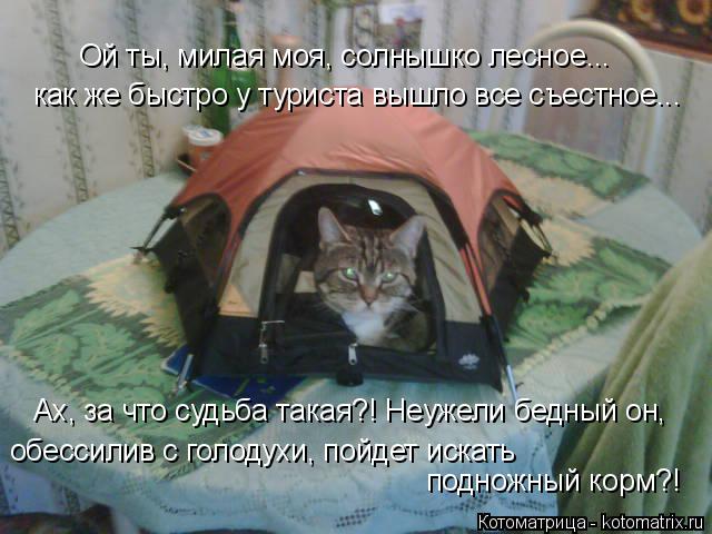 Ой ты, милая моя, солнышко лесное... как же быстро у туриста вышло все съестное... Ах, за что судьба ... Котоматрица: Ой ты, милая моя, солнышко лесное... как же быстро у туриста вышло все съестное... Ах, за что судьба такая?! Неужели бедный он, обессилив с голод