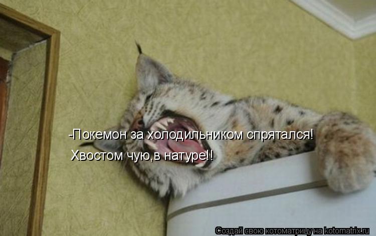 -Покемон за холодильником спрятался! Хвостом чую,в натуре!!... Котоматрица: -Покемон за холодильником спрятался! Хвостом чую,в натуре!!