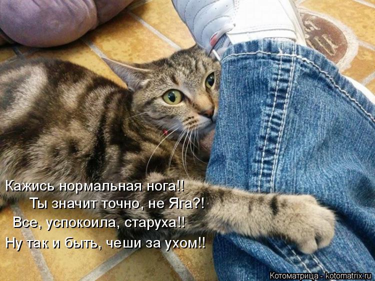 Кажись нормальная нога!! Ты значит точно, не Яга?! Все, успокоила, старуха!! Ну так и быть, чеши за у... Котоматрица: Кажись нормальная нога!! Ты значит точно, не Яга?! Все, успокоила, старуха!! Ну так и быть, чеши за ухом!!
