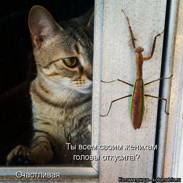 Ты всем своим женихам головы откусила? Счастливая...... Котоматрица: Ты всем своим женихам головы откусила? Счастливая...