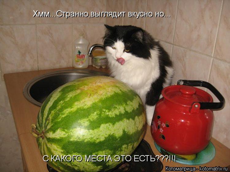 Хмм...Странно,выглядит вкусно но... С КАКОГО МЕСТА ЭТО ЕСТЬ???!!!... Котоматрица: Хмм...Странно,выглядит вкусно но... С КАКОГО МЕСТА ЭТО ЕСТЬ???!!!