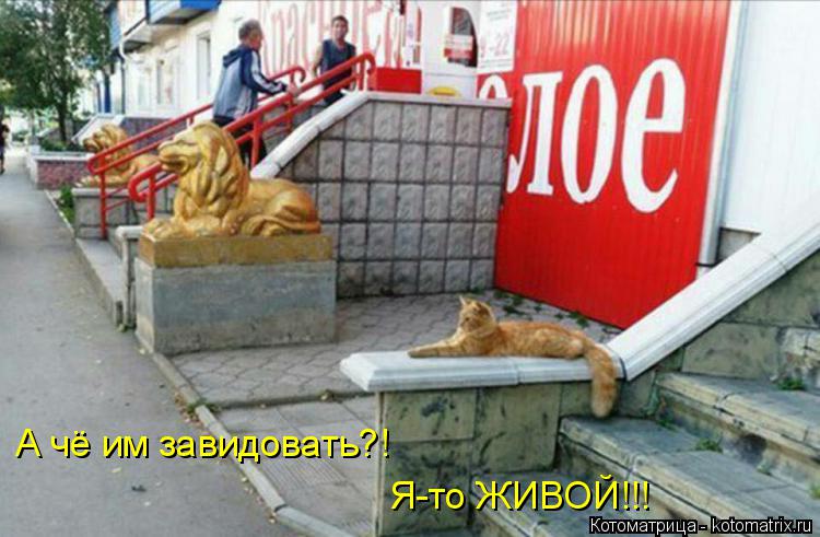 А чё им завидовать?! Я-то ЖИВОЙ!!!... Котоматрица: А чё им завидовать?! Я-то ЖИВОЙ!!!
