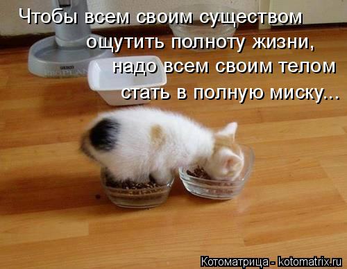 Чтобы всем своим существом ощутить полноту жизни, надо всем своим телом стать в полную миску...... Котоматрица: Чтобы всем своим существом ощутить полноту жизни, надо всем своим телом стать в полную миску...