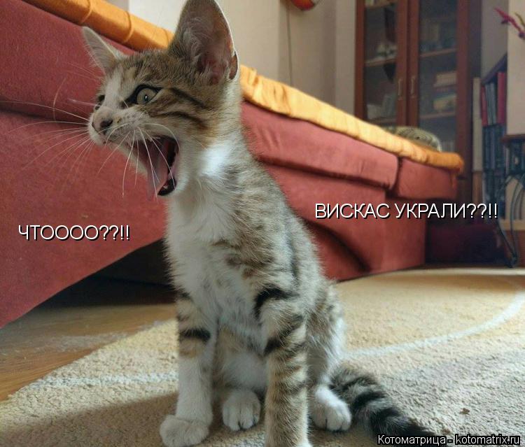 ЧТОООО??!! ВИСКАС УКРАЛИ??!!... Котоматрица: ЧТОООО??!! ВИСКАС УКРАЛИ??!!