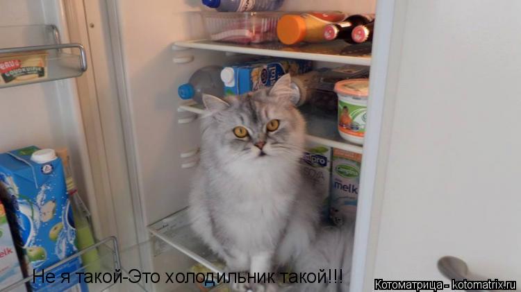 Ну что я не человек что-ли? А что я как все Не я такой-Это холодильник такой!!!... Котоматрица: Ну что я не человек что-ли? А что я как все Не я такой-Это холодильник такой!!!