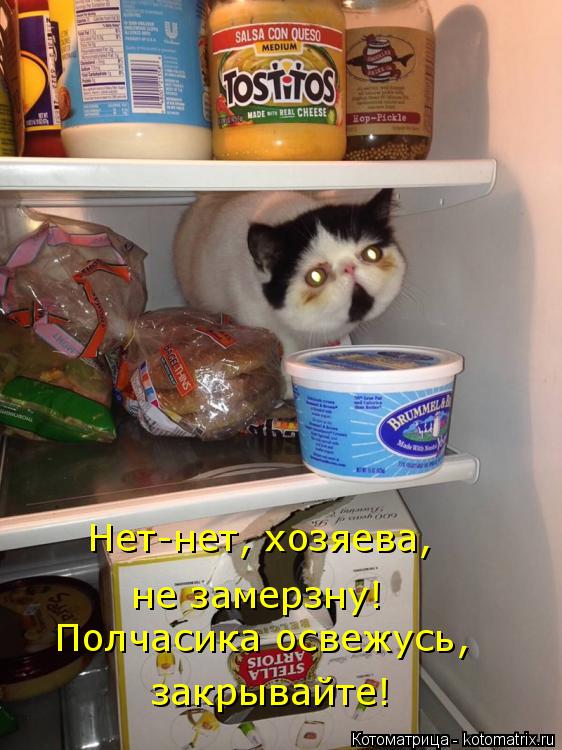 Нет-нет, хозяева, не замерзну! Полчасика освежусь, закрывайте!... Котоматрица: Нет-нет, хозяева, не замерзну! Полчасика освежусь, закрывайте!