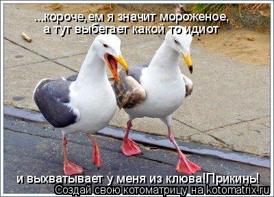 ...короче,ем я значит мороженое, а тут выбегает какой то идиот и выхватывает у меня из клюва!Прикинь... Котоматрица: ...короче,ем я значит мороженое, а тут выбегает какой то идиот и выхватывает у меня из клюва!Прикинь!
