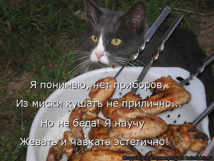 Я понимаю, нет приборов, Из миски кушать не прилично... Но не беда! Я научу Жевать и чавкать эстетич... Котоматрица: Я понимаю, нет приборов, Из миски кушать не прилично... Но не беда! Я научу Жевать и чавкать эстетично!