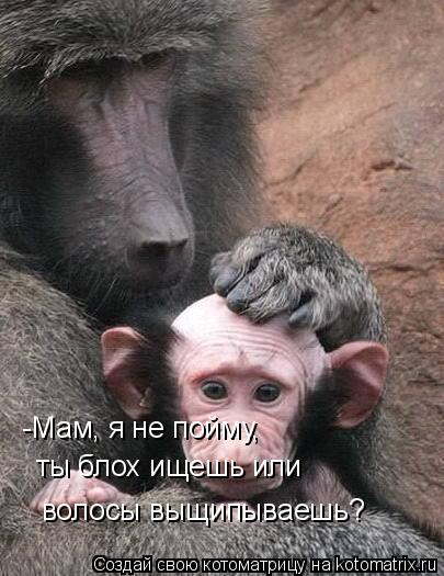-Мам, я не пойму, ты блох ищешь или волосы выщипываешь?... Котоматрица: -Мам, я не пойму, ты блох ищешь или волосы выщипываешь?