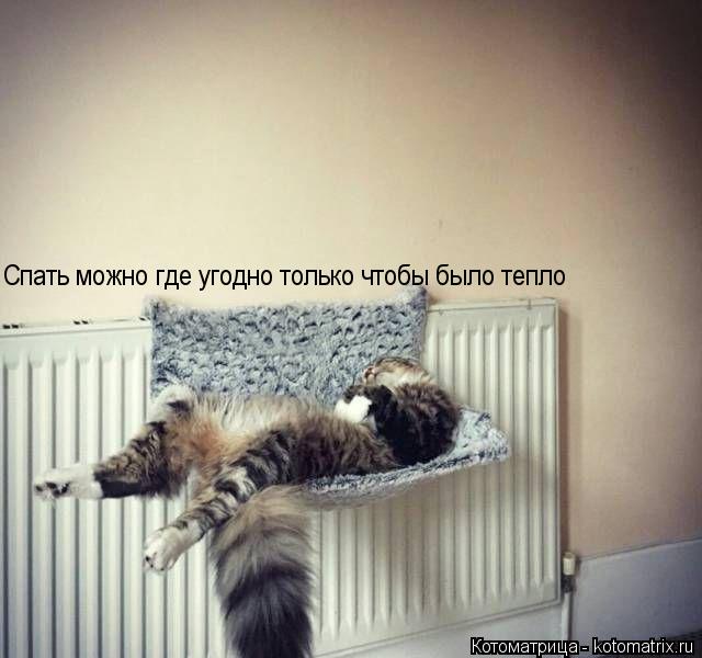 Спать можно где угодно только чтобы было тепло... Котоматрица: Спать можно где угодно только чтобы было тепло