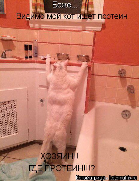 Боже... Видимо мой кот ищет протеин ХОЗЯИН!! ГДЕ ПРОТЕИН!!!?... Котоматрица: Боже... Видимо мой кот ищет протеин ХОЗЯИН!! ГДЕ ПРОТЕИН!!!?