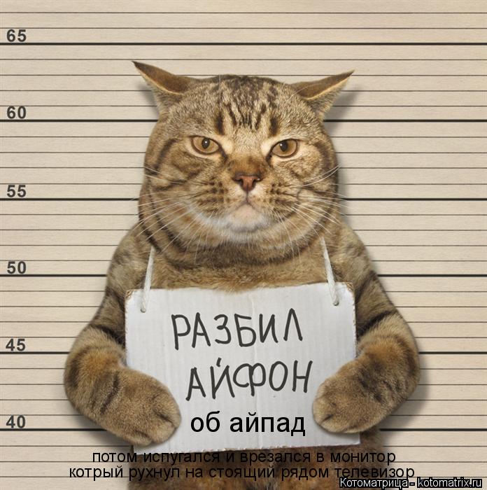 об айпад потом испугался и врезался в монитор котрый рухнул на стоящий рядом телевизор... Котоматрица: об айпад потом испугался и врезался в монитор котрый рухнул на стоящий рядом телевизор