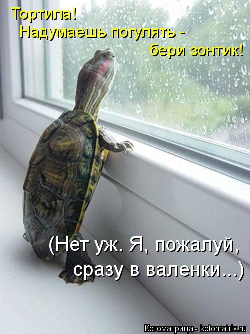 Тортила! Надумаешь погулять - бери зонтик! (Нет уж. Я, пожалуй, сразу в валенки...)... Котоматрица: Тортила! Надумаешь погулять - бери зонтик! (Нет уж. Я, пожалуй, сразу в валенки...)