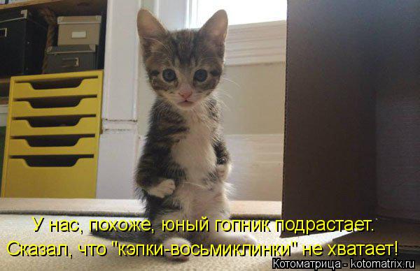 У нас, похоже, юный гопник подрастает. Сказал, что "кэпки-восьмиклинки" не хватает!... Котоматрица: У нас, похоже, юный гопник подрастает. Сказал, что "кэпки-восьмиклинки" не хватает!