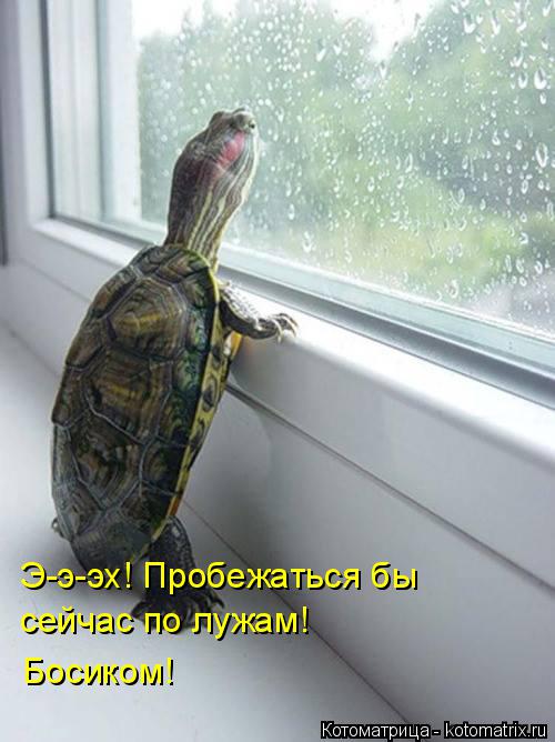 Э-э-эх! Пробежаться бы сейчас по лужам! Босиком!... Котоматрица: Э-э-эх! Пробежаться бы сейчас по лужам! Босиком!