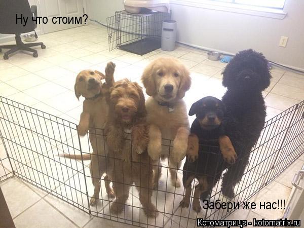 Ну что стоим? Забери же нас!!!... Котоматрица: Ну что стоим? Забери же нас!!!