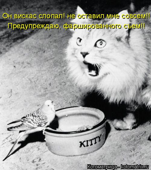 Он вискас слопал! не оставил мне совсем!! Предупреждаю, фаршированного съем!!... Котоматрица: Он вискас слопал! не оставил мне совсем!! Предупреждаю, фаршированного съем!!