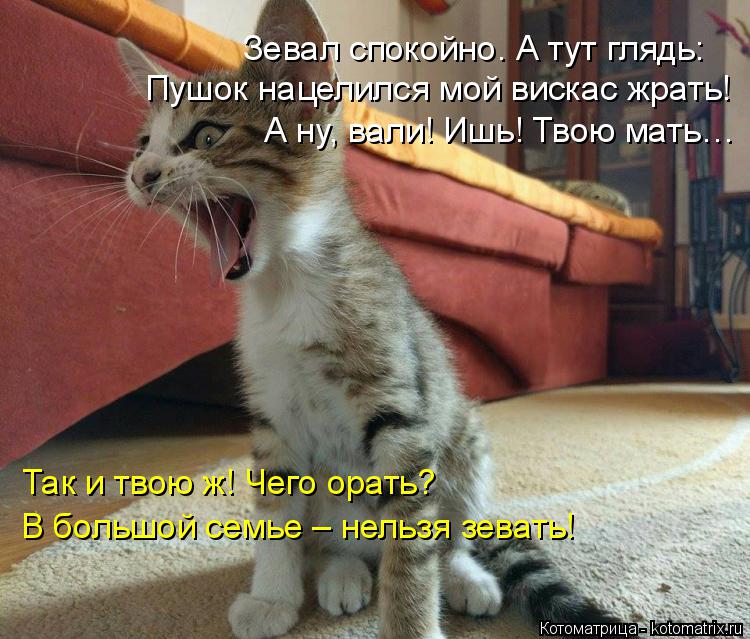 Зевал спокойно. А тут глядь: Пушок нацелился мой вискас жрать! А ну, вали! Ишь! Твою мать… Так и твою... Котоматрица: Зевал спокойно. А тут глядь: Пушок нацелился мой вискас жрать! А ну, вали! Ишь! Твою мать… Так и твою ж! Чего орать? В большой семье – нельзя зе