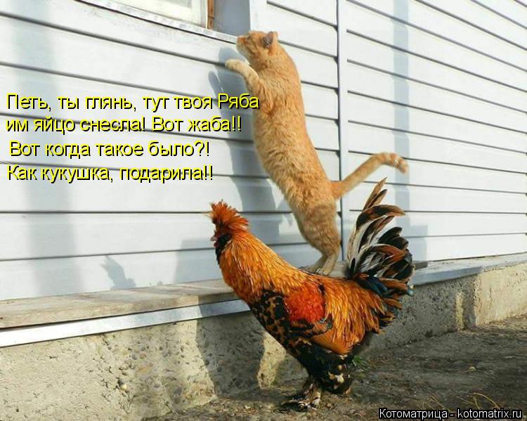 Петь, ты глянь, тут твоя Ряба им яйцо снесла! Вот жаба!! Вот когда такое было?! Как кукушка, подарила... Котоматрица: Петь, ты глянь, тут твоя Ряба им яйцо снесла! Вот жаба!! Вот когда такое было?! Как кукушка, подарила!!