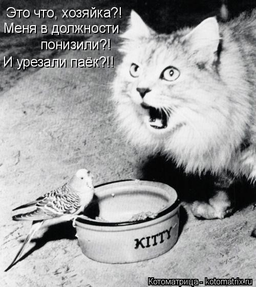 Это что, хозяйка?! Меня в должности понизили?! И урезали паёк?!!... Котоматрица: Это что, хозяйка?! Меня в должности понизили?! И урезали паёк?!!