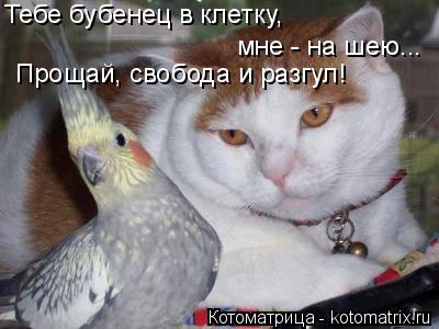 Тебе бубенец в клетку, мне - на шею... Прощай, свобода и разгул!... Котоматрица: Тебе бубенец в клетку, мне - на шею... Прощай, свобода и разгул!