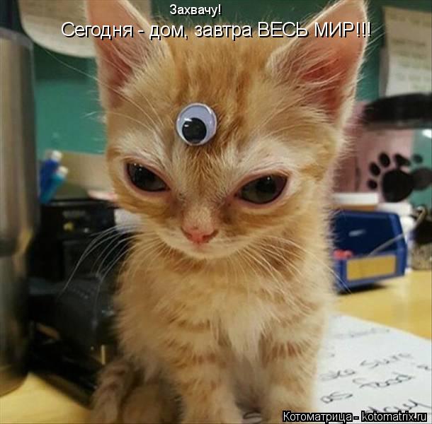 Сегодня - дом, завтра ВЕСЬ МИР!!! Захвачу!... Котоматрица: Сегодня - дом, завтра ВЕСЬ МИР!!! Захвачу!